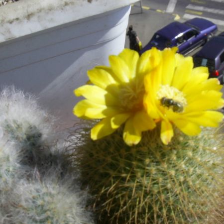 cactus in floare 